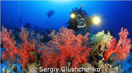 Happy New Year! by Sergiy Glushchenko 
